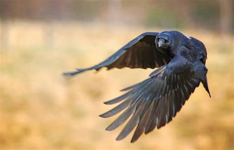 Explore the Best Raven.